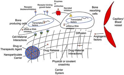 Frontiers | Biomaterials For The Delivery Of Growth Factors And Other ...